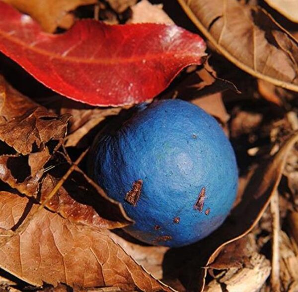 Elaeocarpus ganitrus - Azeitona Azul, Rudraksha, Contas de Mirtilo - Image 6