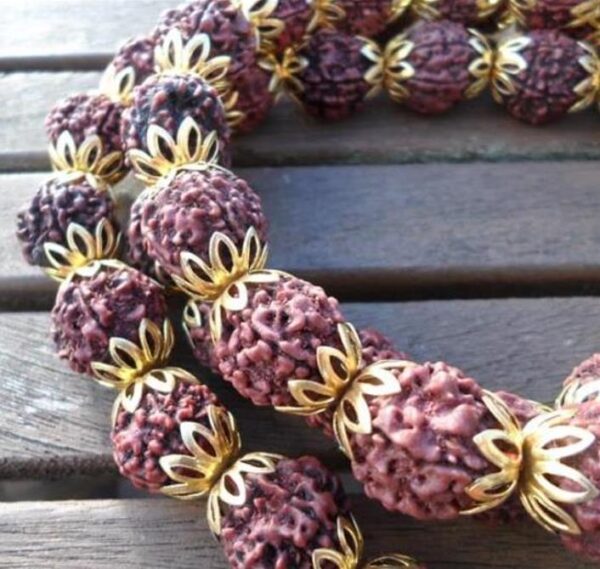 Elaeocarpus ganitrus - Azeitona Azul, Rudraksha, Contas de Mirtilo - Image 7