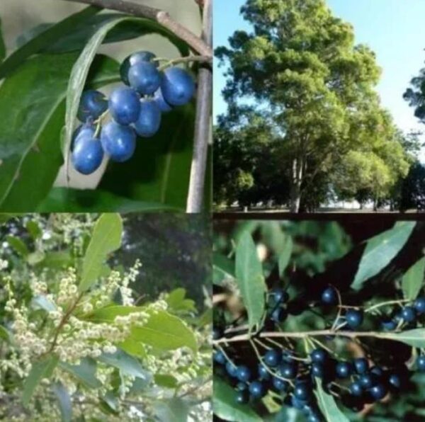 Elaeocarpus ganitrus - Azeitona Azul, Rudraksha, Contas de Mirtilo - Image 10