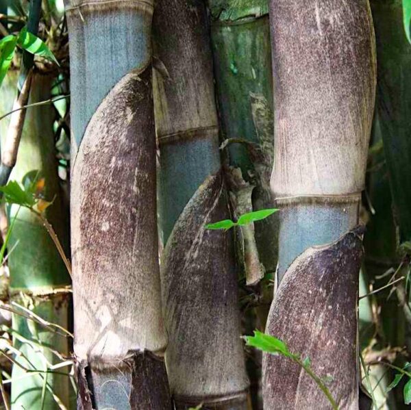 Gigantochloa apus - Bambu Gigante Tabashir, Bambu Tali, Giant Tabashir Bamboo - Image 2
