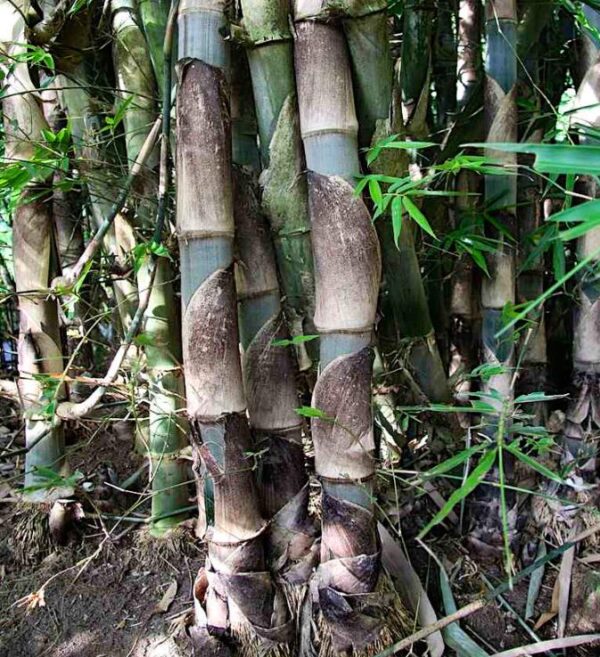 Gigantochloa apus - Bambu Gigante Tabashir, Bambu Tali, Giant Tabashir Bamboo - Image 4