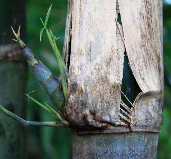 Gigantochloa apus - Bambu Gigante Tabashir, Bambu Tali, Giant Tabashir Bamboo - Image 5