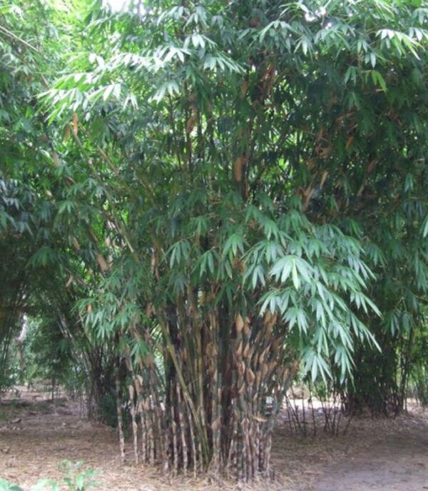 Gigantochloa apus - Bambu Gigante Tabashir, Bambu Tali, Giant Tabashir Bamboo - Image 6