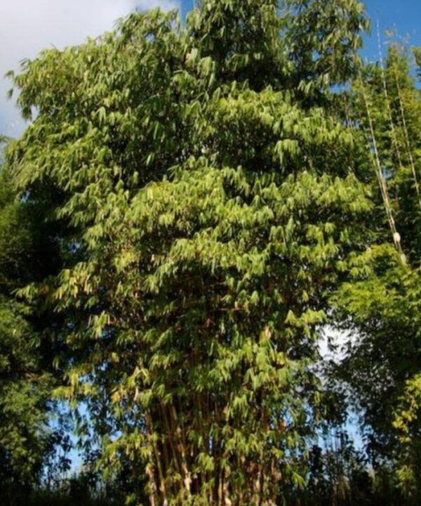 Gigantochloa apus - Bambu Gigante Tabashir, Bambu Tali, Giant Tabashir Bamboo - Image 7