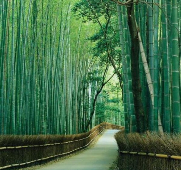Bambusa bambos (Bambusa arundinacea) - Bambu Indiano, Bambu Gigante, Giant Thorny Bamboo - Image 4