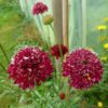 Scabiosa atropurpurea 'Florist Fire King' - Doce Escabiosa, Escabiosa dos Jardins, Flor da Saudade - Image 2