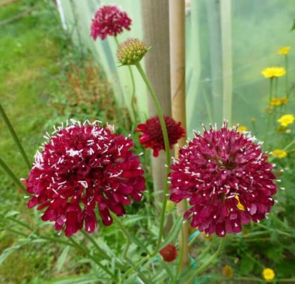 Scabiosa atropurpurea 'Florist Fire King' - Doce Escabiosa, Escabiosa dos Jardins, Flor da Saudade - Image 2