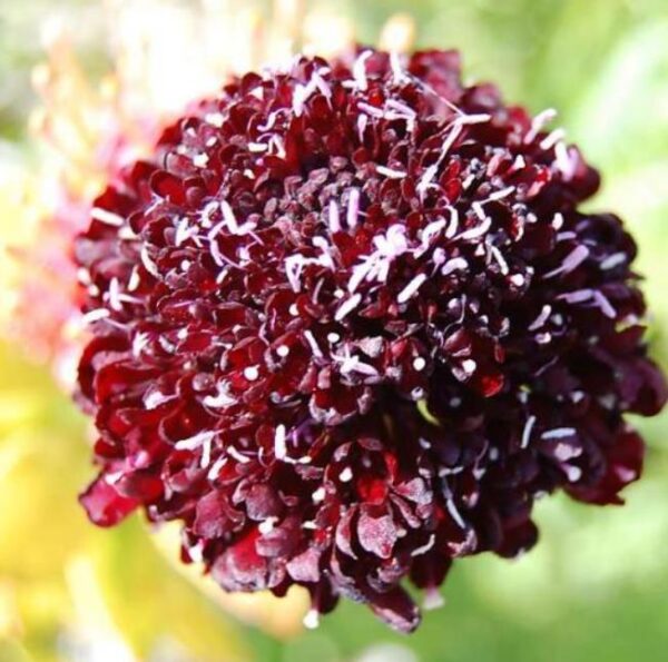 Scabiosa atropurpurea 'Florist Fire King' - Doce Escabiosa, Escabiosa dos Jardins, Flor da Saudade - Image 3