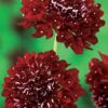 Scabiosa atropurpurea 'Florist Fire King' - Doce Escabiosa, Escabiosa dos Jardins, Flor da Saudade - Image 4