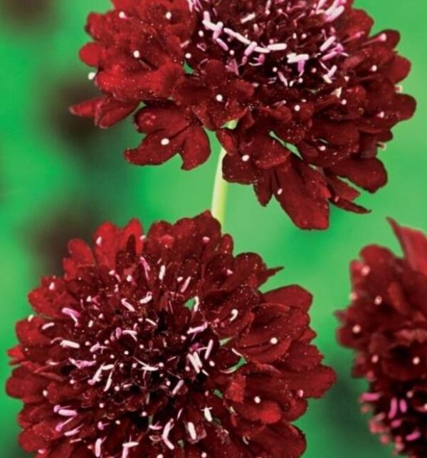 Scabiosa atropurpurea 'Florist Fire King' - Doce Escabiosa, Escabiosa dos Jardins, Flor da Saudade - Image 4