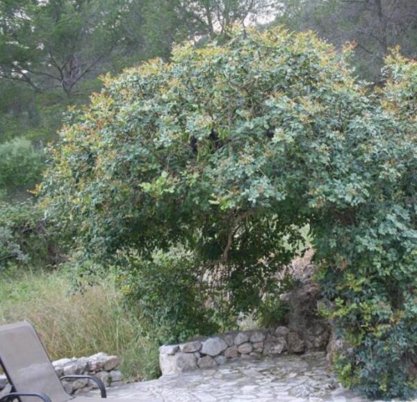 Ceratonia Siliqua - Alfarrobeira - Image 3