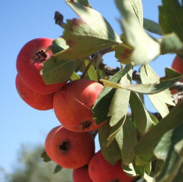 Crataegus azarolus - Planta do Coração, Espinheiro do Mediterrâneo, Azarole, Hawthorn Berry - Image 5