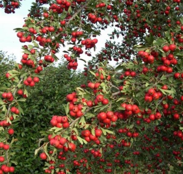 Crataegus azarolus - Planta do Coração, Espinheiro do Mediterrâneo, Azarole, Hawthorn Berry - Image 6