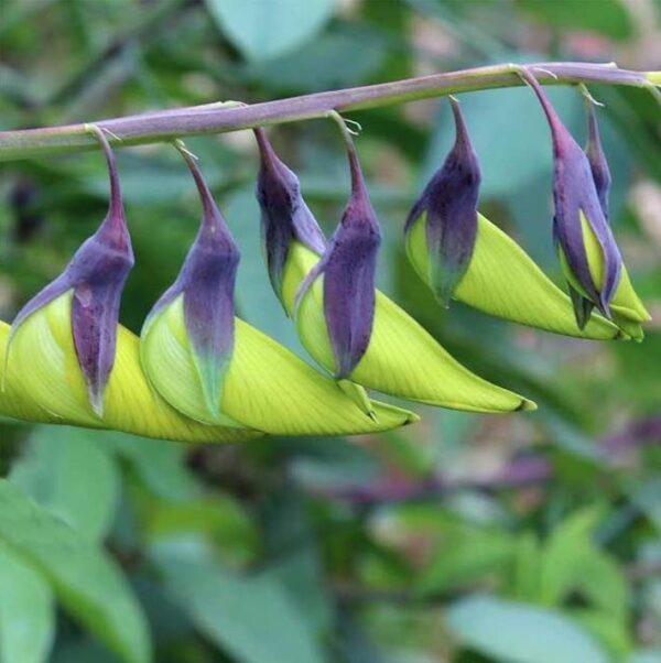 Crotalaria agatiflora -  Arbusto Canário, Arbusto Beija Flor, Flor Pássaro, Birdflower - Image 2