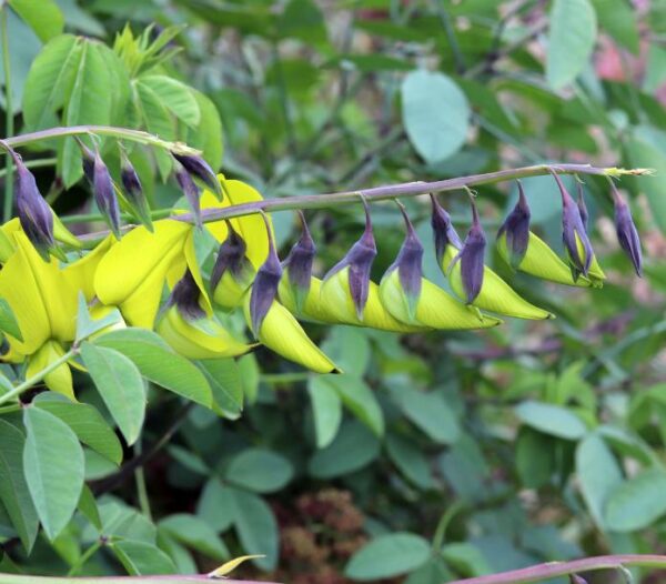 Crotalaria agatiflora -  Arbusto Canário, Arbusto Beija Flor, Flor Pássaro, Birdflower - Image 3