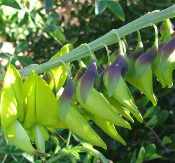 Crotalaria agatiflora -  Arbusto Canário, Arbusto Beija Flor, Flor Pássaro, Birdflower - Image 4