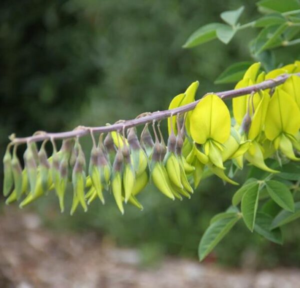 Crotalaria agatiflora -  Arbusto Canário, Arbusto Beija Flor, Flor Pássaro, Birdflower - Image 5