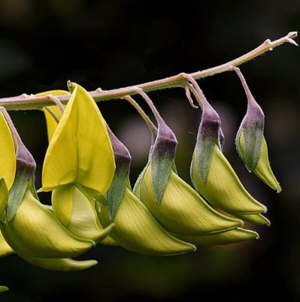 Crotalaria agatiflora -  Arbusto Canário, Arbusto Beija Flor, Flor Pássaro, Birdflower - Image 6