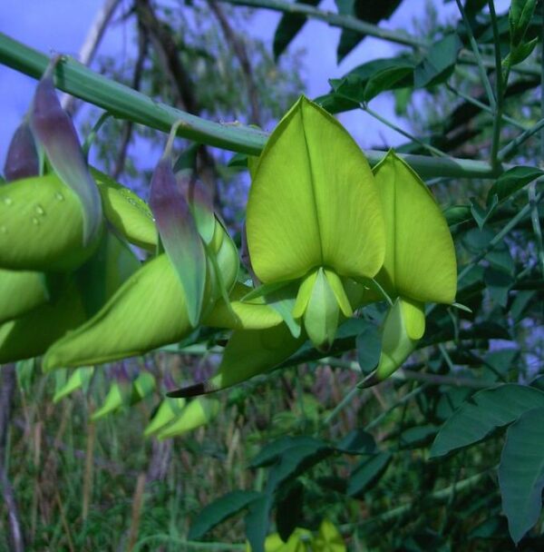 Crotalaria agatiflora -  Arbusto Canário, Arbusto Beija Flor, Flor Pássaro, Birdflower - Image 7