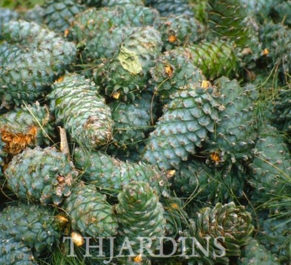Pinus armandii - Davids Pine, Pinheiro Branco Chinês, Hua Shan Song (Chinês) - Image 2