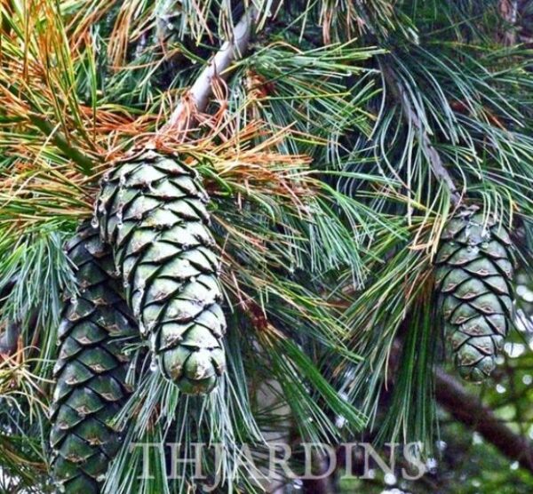 Pinus armandii - Davids Pine, Pinheiro Branco Chinês, Hua Shan Song (Chinês) - Image 3