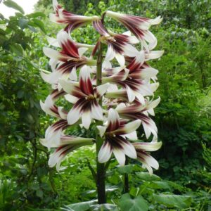 Cardiocrinum giganteum - Lírio Gigante do Himalaia, Lírio Gigante, Cardiocrino Gigante