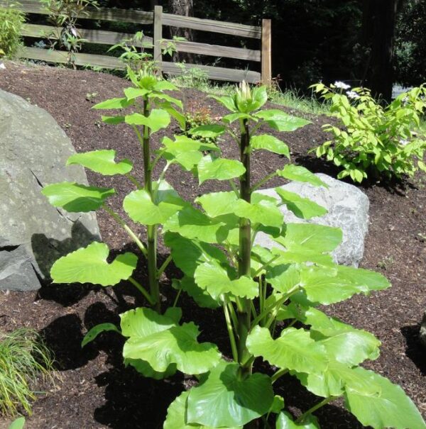 Cardiocrinum giganteum - Lírio Gigante do Himalaia, Lírio Gigante, Cardiocrino Gigante - Image 4
