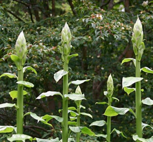 Cardiocrinum giganteum - Lírio Gigante do Himalaia, Lírio Gigante, Cardiocrino Gigante - Image 7