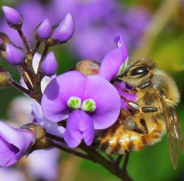 Hardenbergia comptoniana - Wisteria Australiana, Salsaparilha Selvagem, Trepadeira Falsa Sarsaparilla
