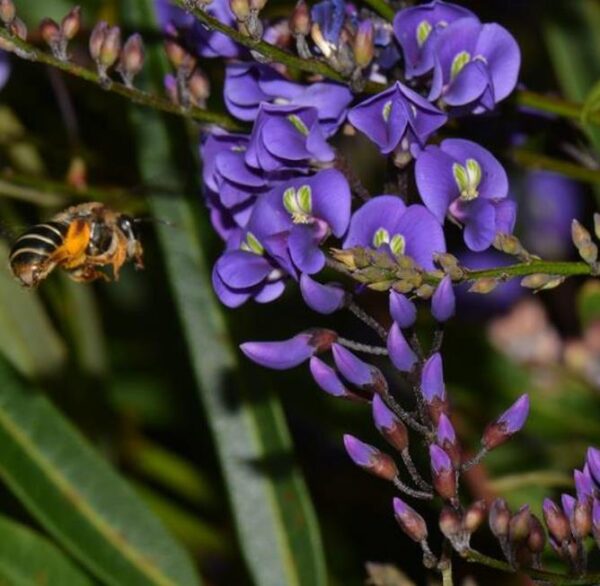 Hardenbergia comptoniana - Wisteria Australiana, Salsaparilha Selvagem, Trepadeira Falsa Sarsaparilla - Image 6
