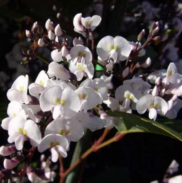 Hardenbergia violacea Alba - Trepadeira Andarilho Branco, Wisteria Branca Australiana, Salsaparilha Selvagem - Image 2