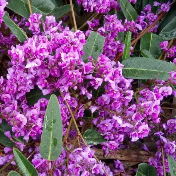 Hardenbergia violacea Rosea - Wisteria Australiana Rosa, Salsaparilha Selvagem Rosa, Andarilho Rosa - Image 3