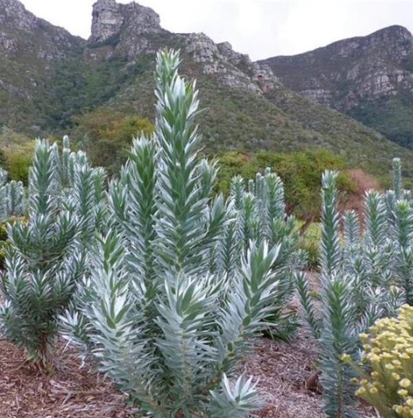Leucadendron argenteum - Protea Árvore de Prata, Silver Tree, Leucadendron Prata - Image 2