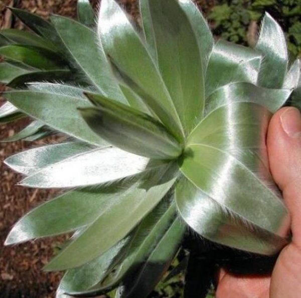 Leucadendron argenteum - Protea Árvore de Prata, Silver Tree, Leucadendron Prata - Image 4