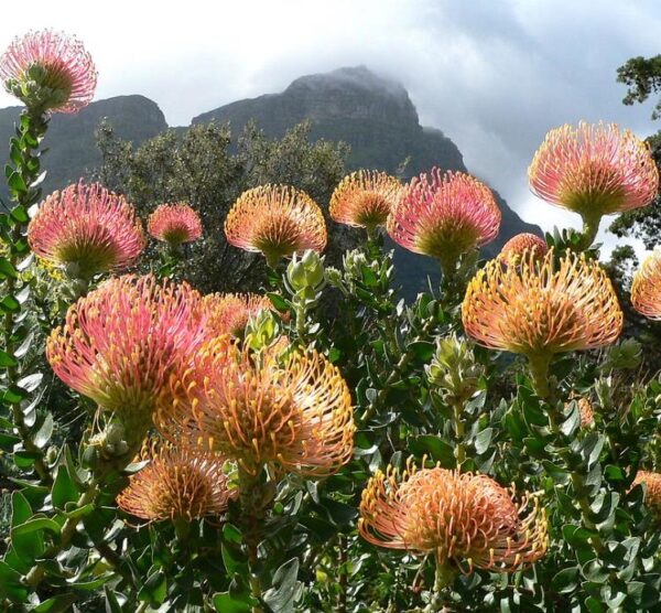 Leucospermum cordifolium - Protea Alfineteiro Ornamental, Almofada de Alfinetes, Pincushion - Image 2