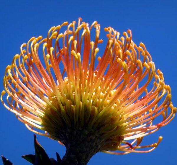Leucospermum cordifolium - Protea Alfineteiro Ornamental, Almofada de Alfinetes, Pincushion - Image 3