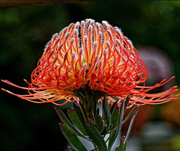 Leucospermum cordifolium - Protea Alfineteiro Ornamental, Almofada de Alfinetes, Pincushion - Image 4