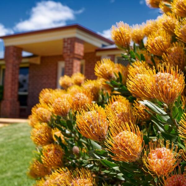 Leucospermum cordifolium - Protea Alfineteiro Ornamental, Almofada de Alfinetes, Pincushion - Image 6