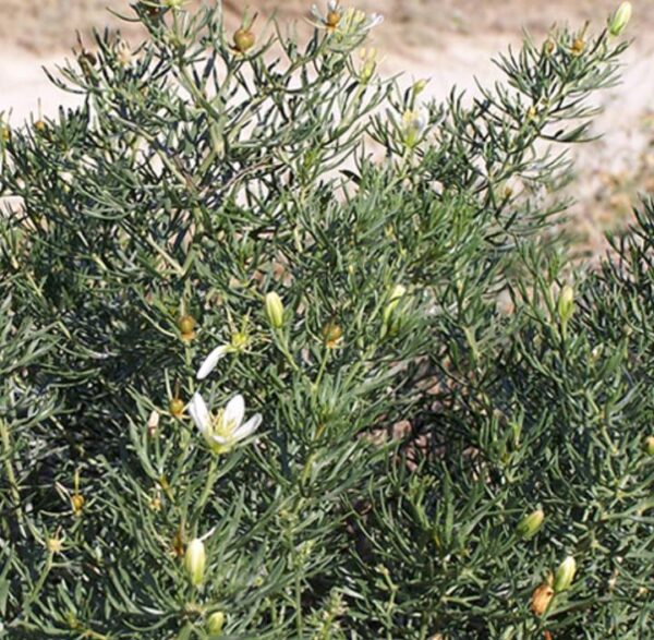 Peganum harmala - Arruda Síria, Arruda Selvagem, Harmal, Arruda Africana - Image 6