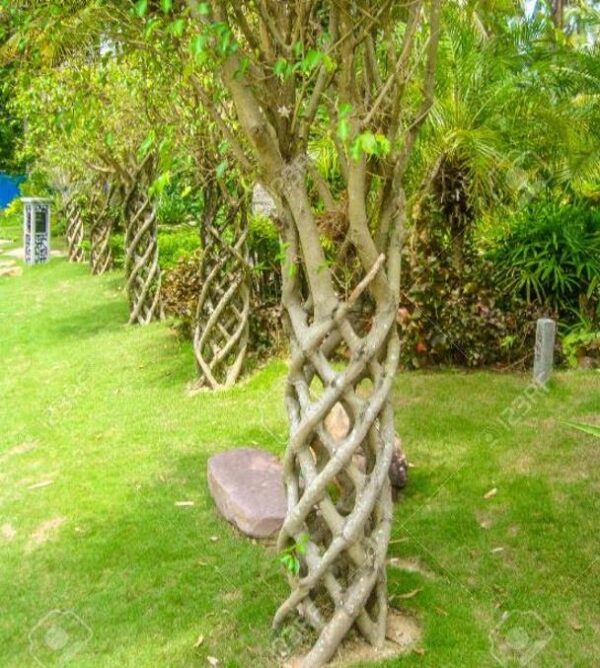 Ficus benjamina - Figueira Benjamim, Figo Chorão, Weeping Fig - Image 8