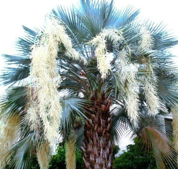 Brahea armata - Palmeira Azul Mexicana - Image 3