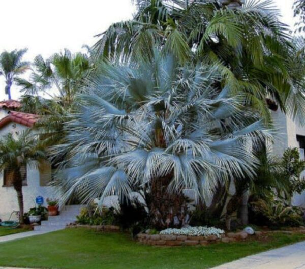 Brahea armata - Palmeira Azul Mexicana