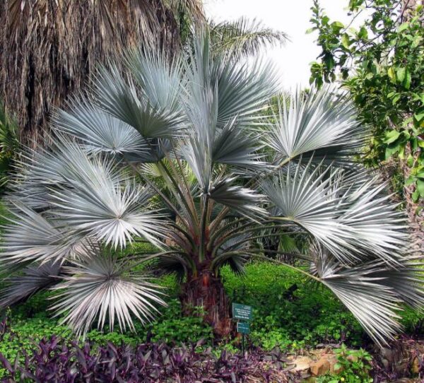 Brahea armata - Palmeira Azul Mexicana - Image 7