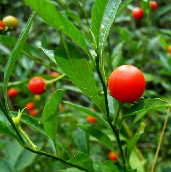 Withania Somnifera - Ashwagandha, Ginseng Indiano, Cereja de Inverno - Image 2