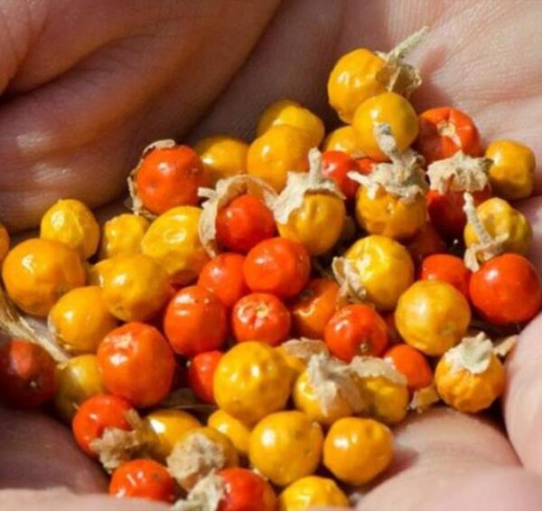 Withania Somnifera - Ashwagandha, Ginseng Indiano, Cereja de Inverno