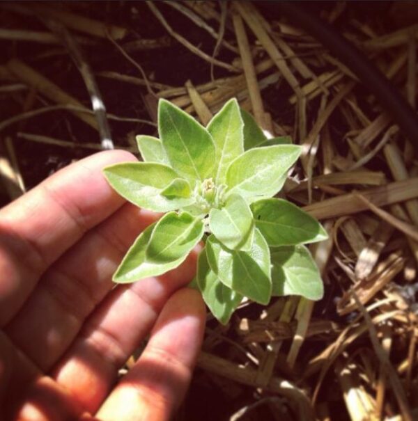 Withania Somnifera - Ashwagandha, Ginseng Indiano, Cereja de Inverno - Image 4
