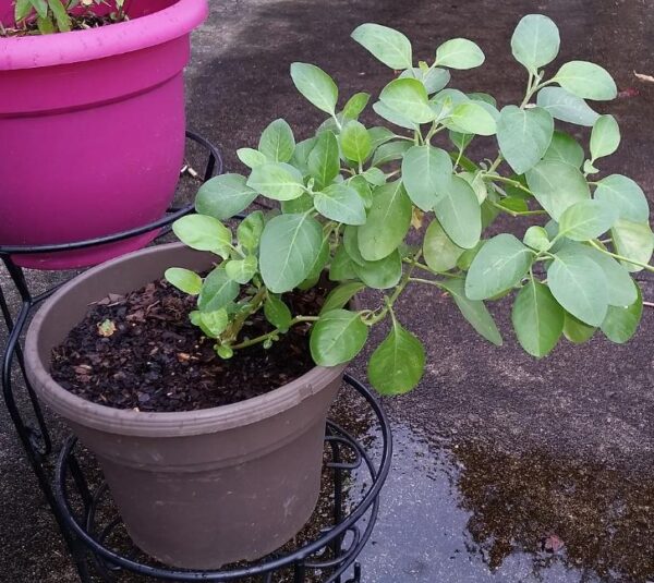 Withania Somnifera - Ashwagandha, Ginseng Indiano, Cereja de Inverno - Image 5