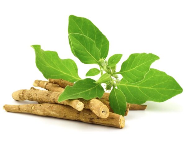 Withania Somnifera - Ashwagandha, Ginseng Indiano, Cereja de Inverno - Image 6