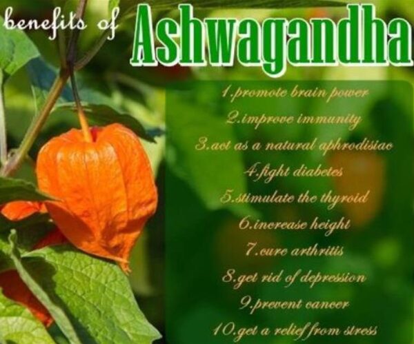 Withania Somnifera - Ashwagandha, Ginseng Indiano, Cereja de Inverno - Image 8
