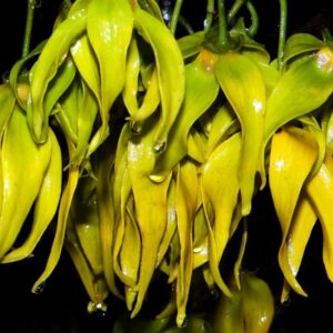 Cananga odorata - Ylang Ylang, Rainha dos Perfumes, Árvore Perfume, Flor das Flores